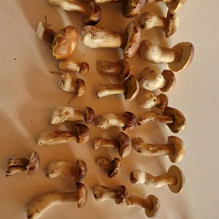 Wczasowe Wzgorze Σπίτι διακοπών *