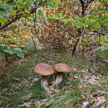 Wczasowe Wzgorze Swornegacie