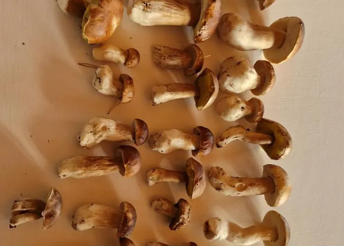 Wczasowe Wzgorze 度假居 *