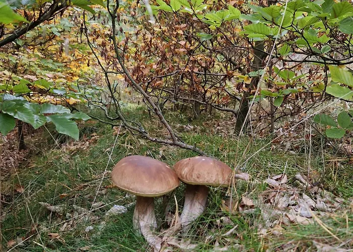 Wczasowe Wzgorze 斯沃尔纳加西耶